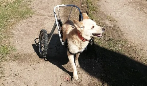 Описание изображения