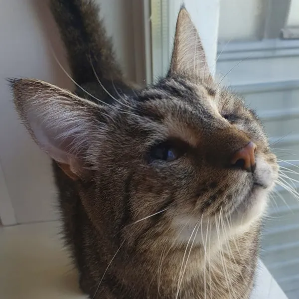 Image description