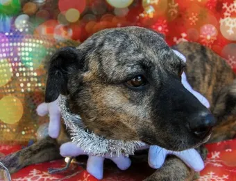 🐶 Дафни ждёт своего человека и надеется найти уютный дом.