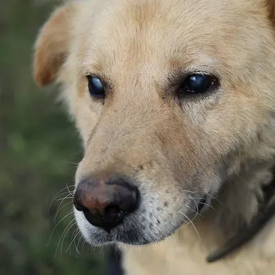 Обложка сбора