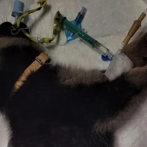 Описание изображения