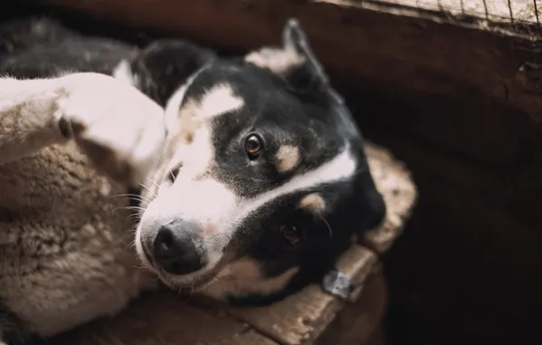 Описание изображения