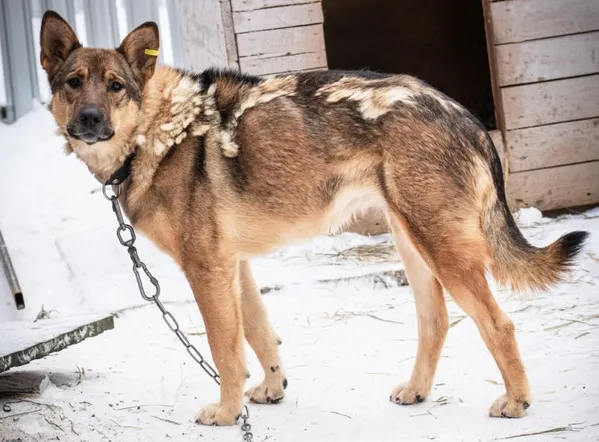 Описание изображения