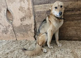 Пожертвование может стать решающим для жизни Рыжули