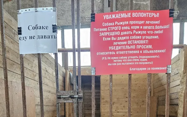 Описание изображения