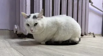 Масяня — ласковая кошка из приюта. Помогите ей дождаться любящих хозяев