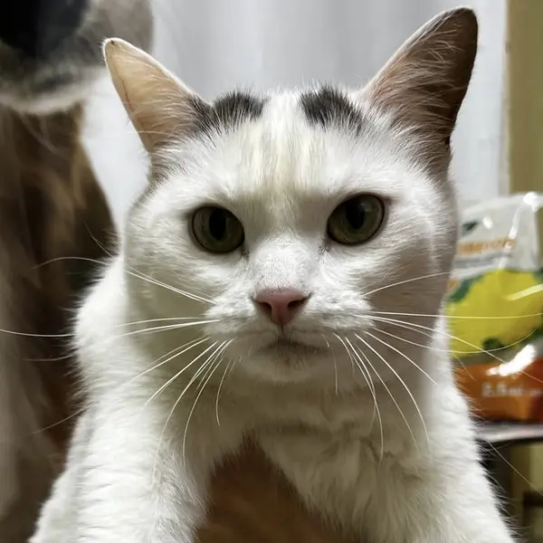 Описание изображения