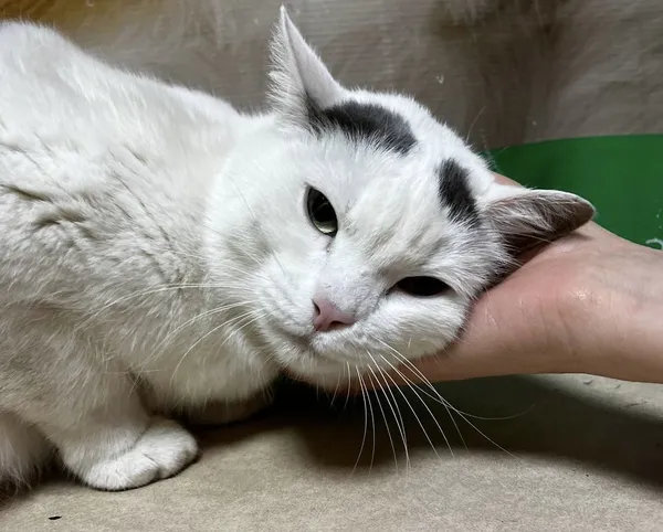 Описание изображения