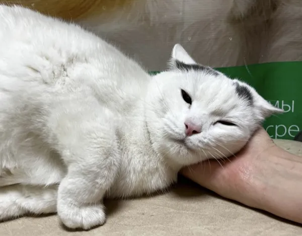 Описание изображения