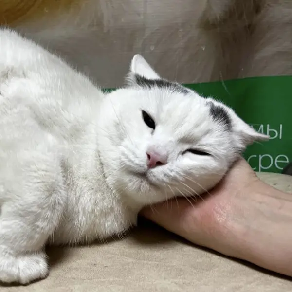 Описание изображения