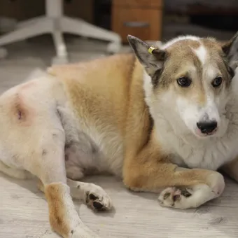 Бублику нужно питание и лекарства, чтобы дождаться своего хозяина