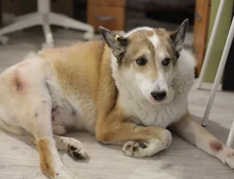 Пожертвование поможет Бублику и другим животным в приюте