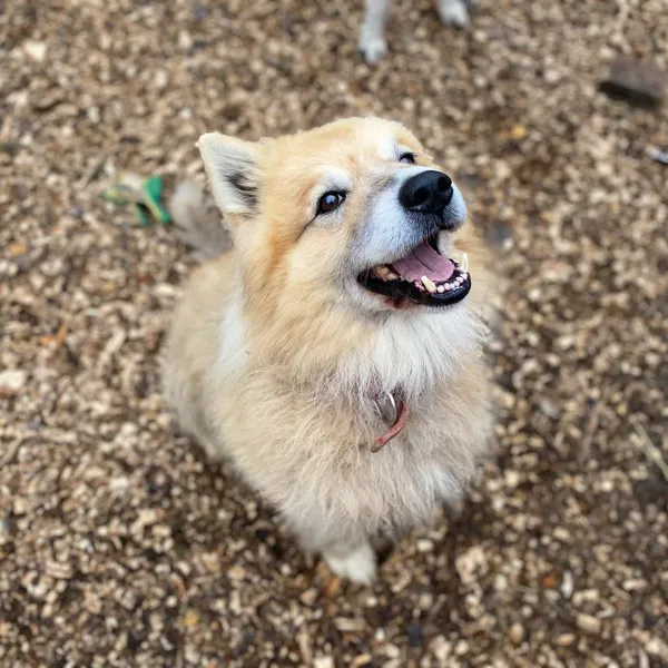 Image description