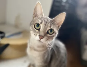 Энья стала мамой на улице, теперь ей нужна наша помощь