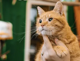 Безопасно и комфортно — так должен жить Янтарь. Поддержите кота пожертвованием