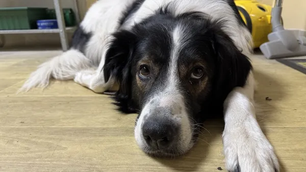 Image description