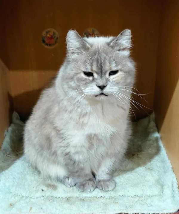 Описание изображения