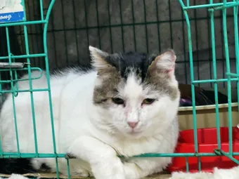 Помогите собрать средства на питание для несчастного котёнка Стёпы