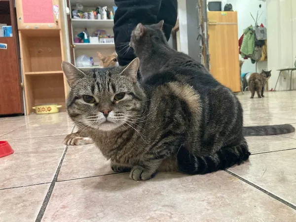 Описание изображения
