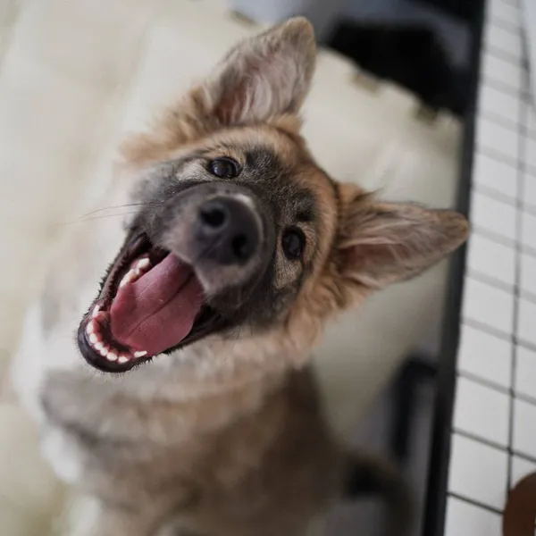Image description