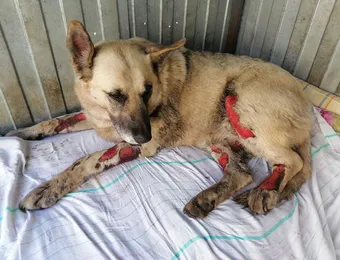 Помогите собрать деньги на лечение собачки Юльки. Ей требуется наша поддержка.