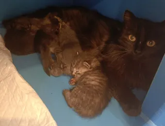 Необходима помощь для лечения кошки и её котят от лишая