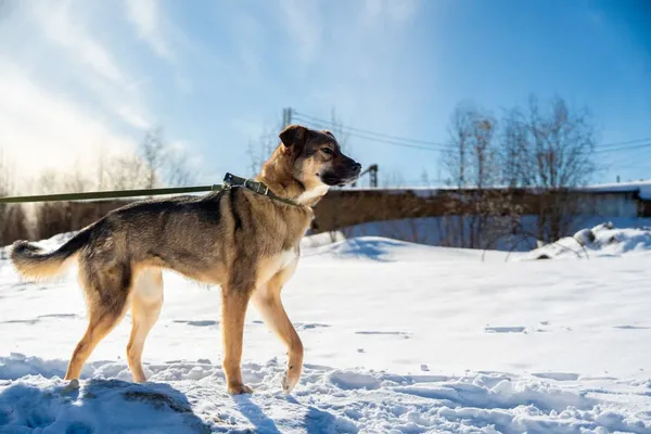 Описание изображения