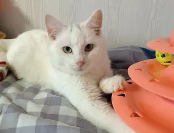 Спасённый с улицы котёнок Айсберг ищет любящую семью