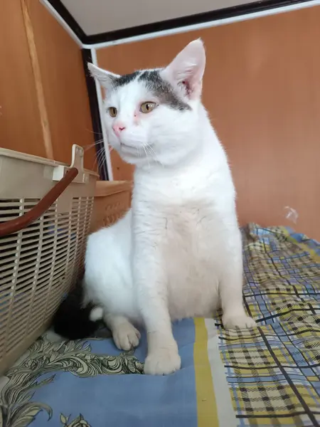 Описание изображения