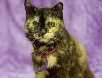 Пуля в теле не повод сдаваться: помоги Трешке восстановиться
