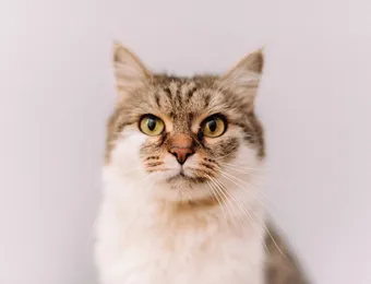 Matilda needs a home where she will be the only cat