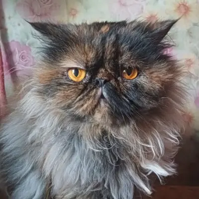 Обложка сбора
