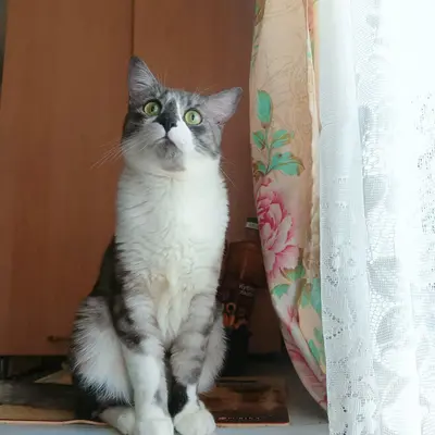 Обложка сбора