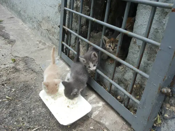 Описание изображения