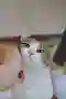 Обложка сбора