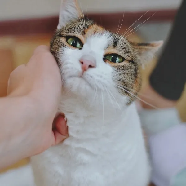 Описание изображения