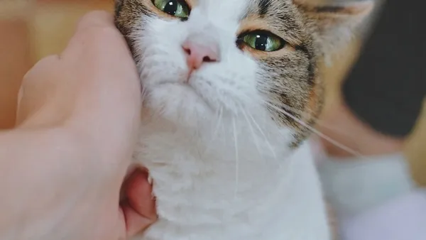 Описание изображения