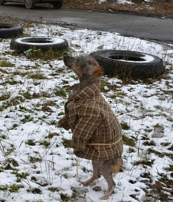 Описание изображения