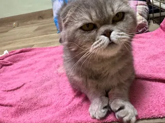 Мягкое место для сна и обезболивающие — Юте нужны ваши средства