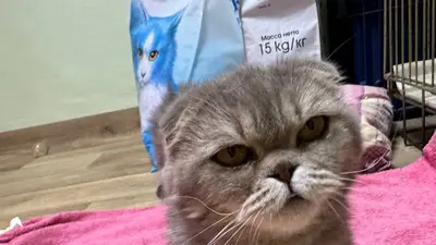 Обложка сбора
