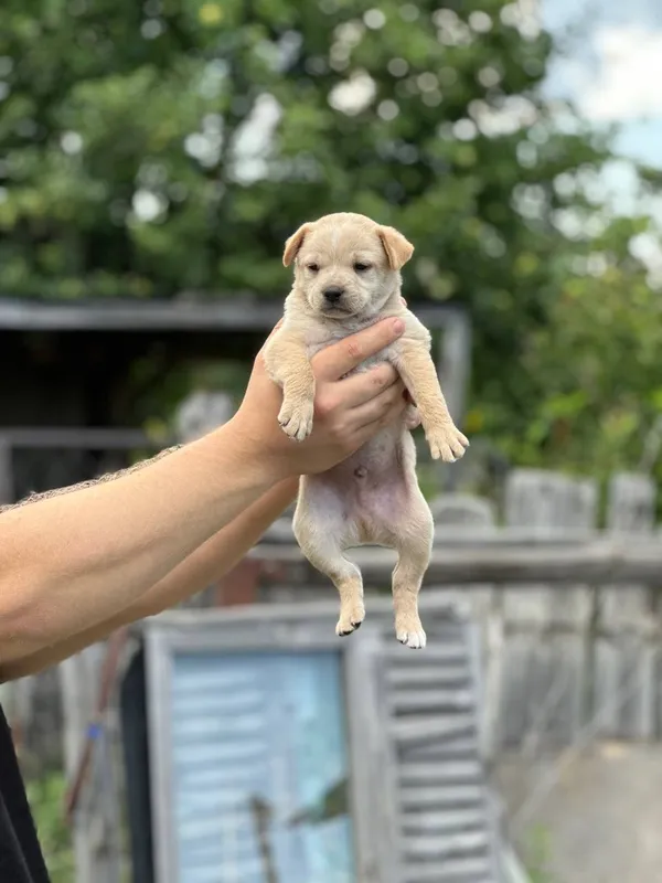 Описание изображения