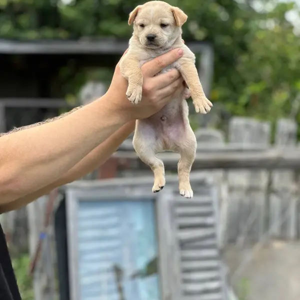 Описание изображения