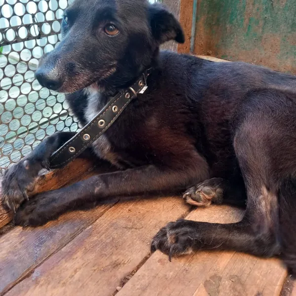 Image description