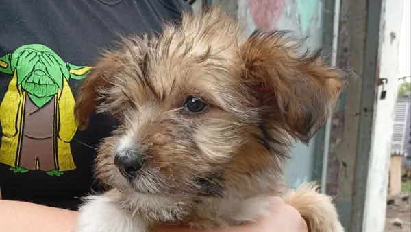 Image description