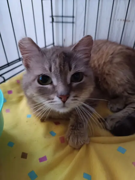 Описание изображения