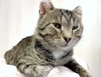 Доброму и ласковому котику Геннадию нужны специальные корма и лекарства