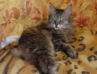 Зайка – покалеченный котёнок, которому нужно ваше участие