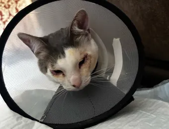 Прохор — котёнок, который борется за своё зрение и ждёт помощи от добрых людей