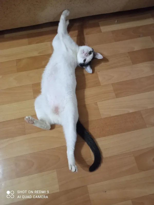 Описание изображения