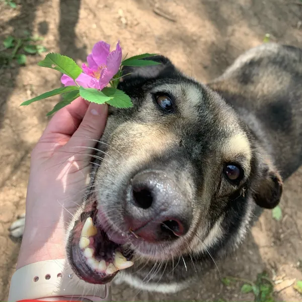 Описание изображения